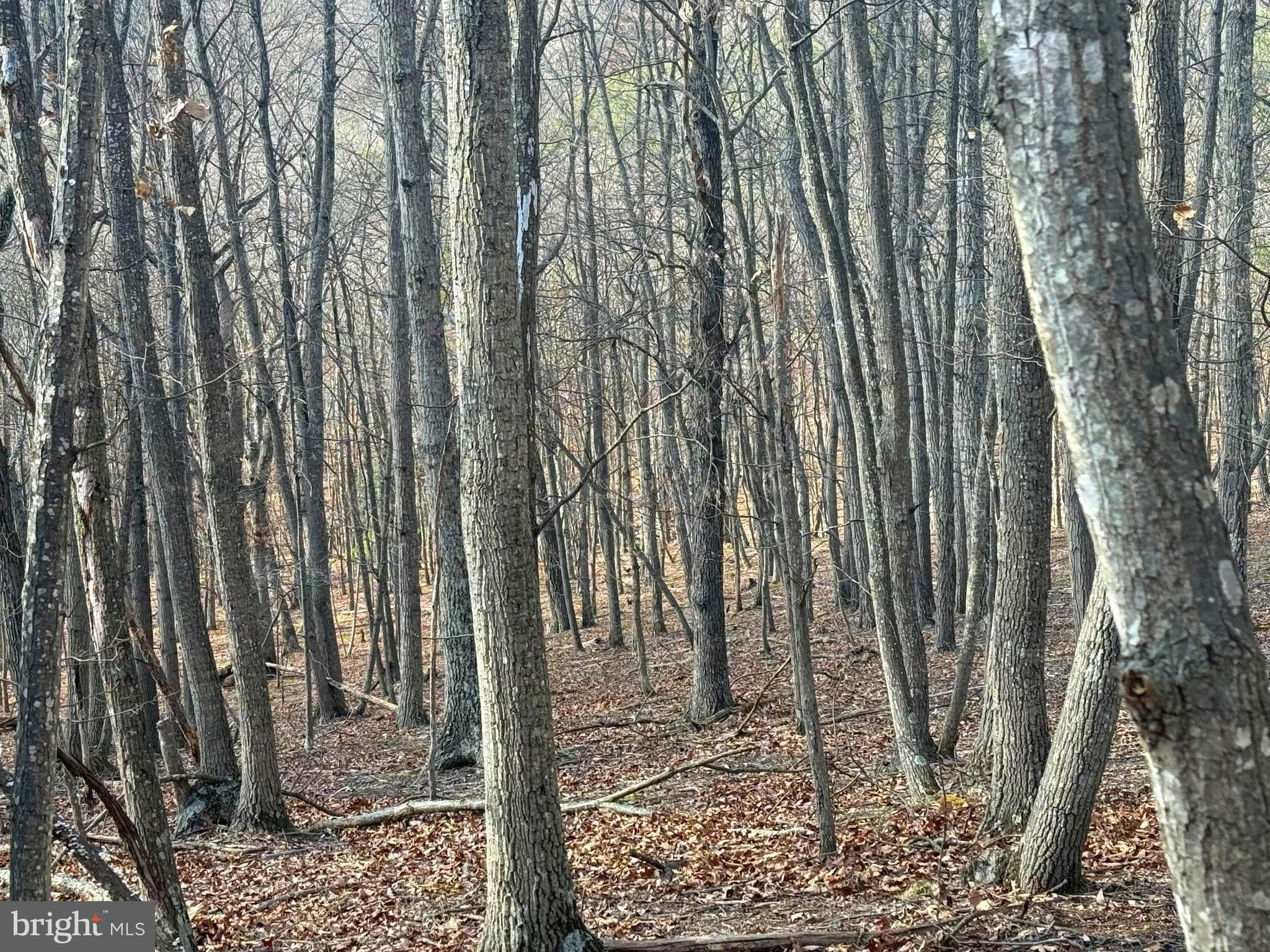 13 A Beam Road Romney, WV 26757 - Photo 8 of 14 a view of a forest
