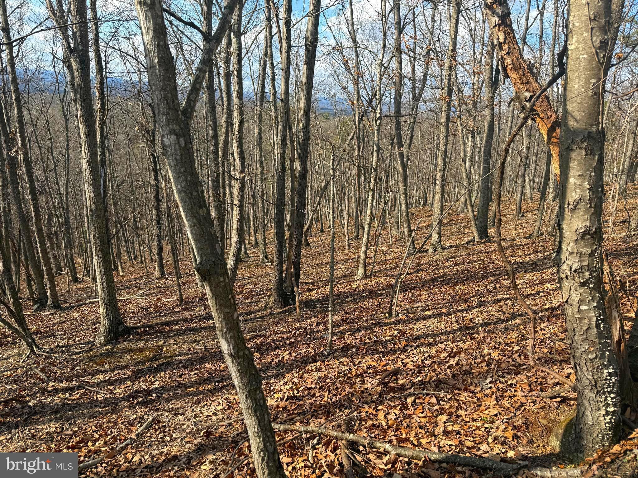 13 A Beam Road Romney, WV 26757 - Photo 10 of 14 a backyard of a house with lots of green space