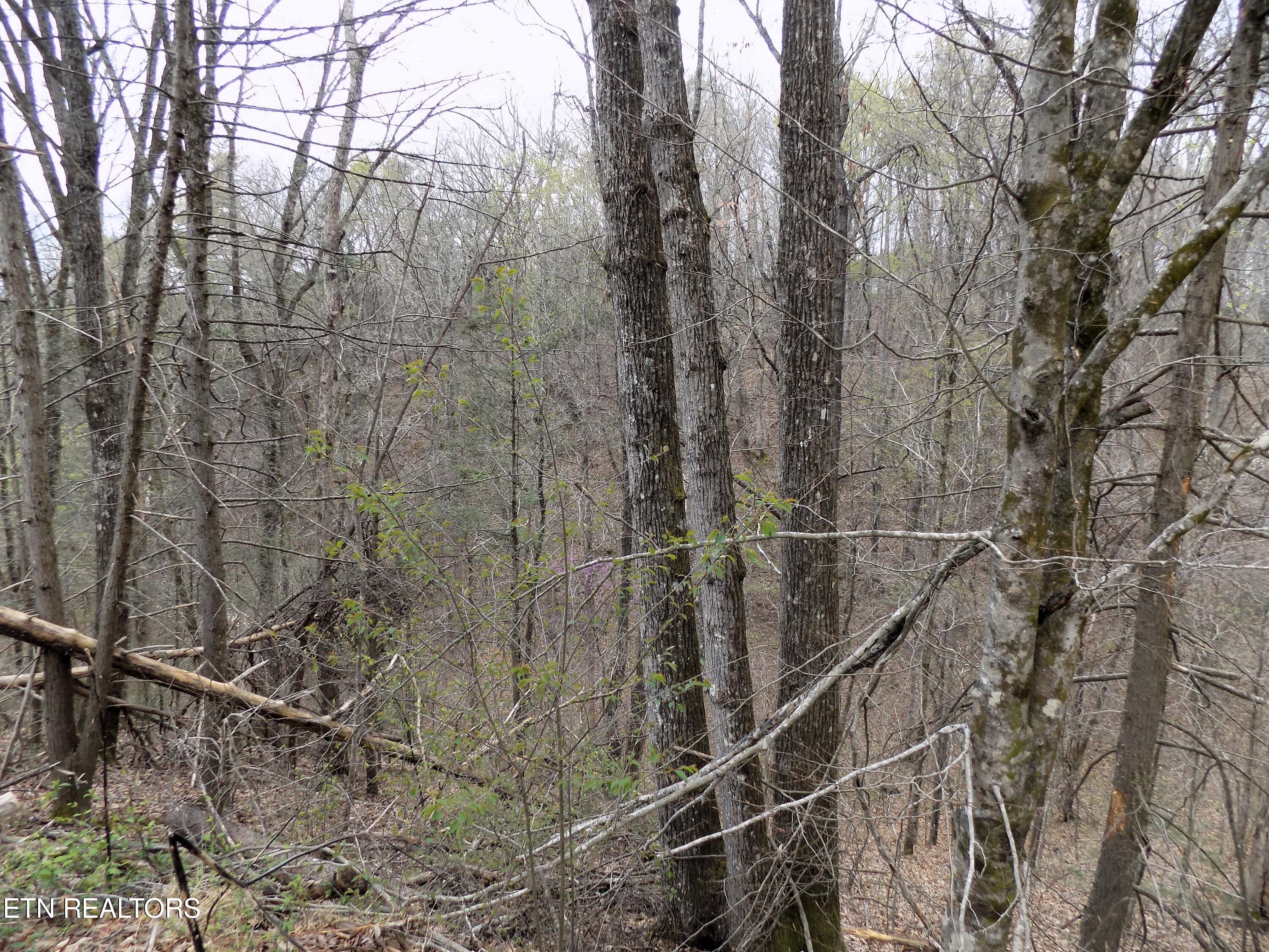 001.08 Mountain Shadow Way Cosby, TN 37722 - Photo 11 of 17 Mountain Views