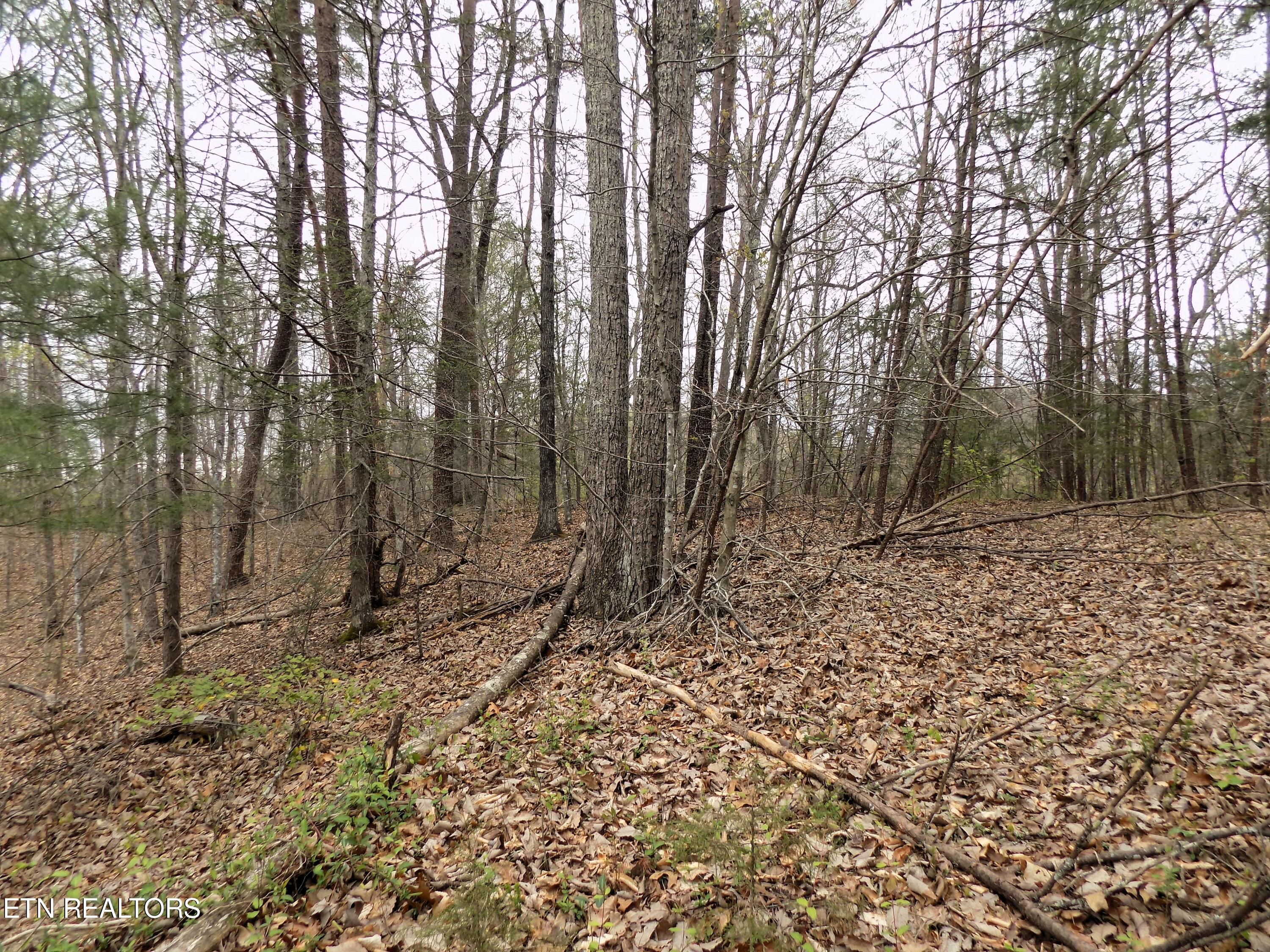 001.08 Mountain Shadow Way Cosby, TN 37722 - Photo 12 of 17 Mtn Shadow Rd Frontage