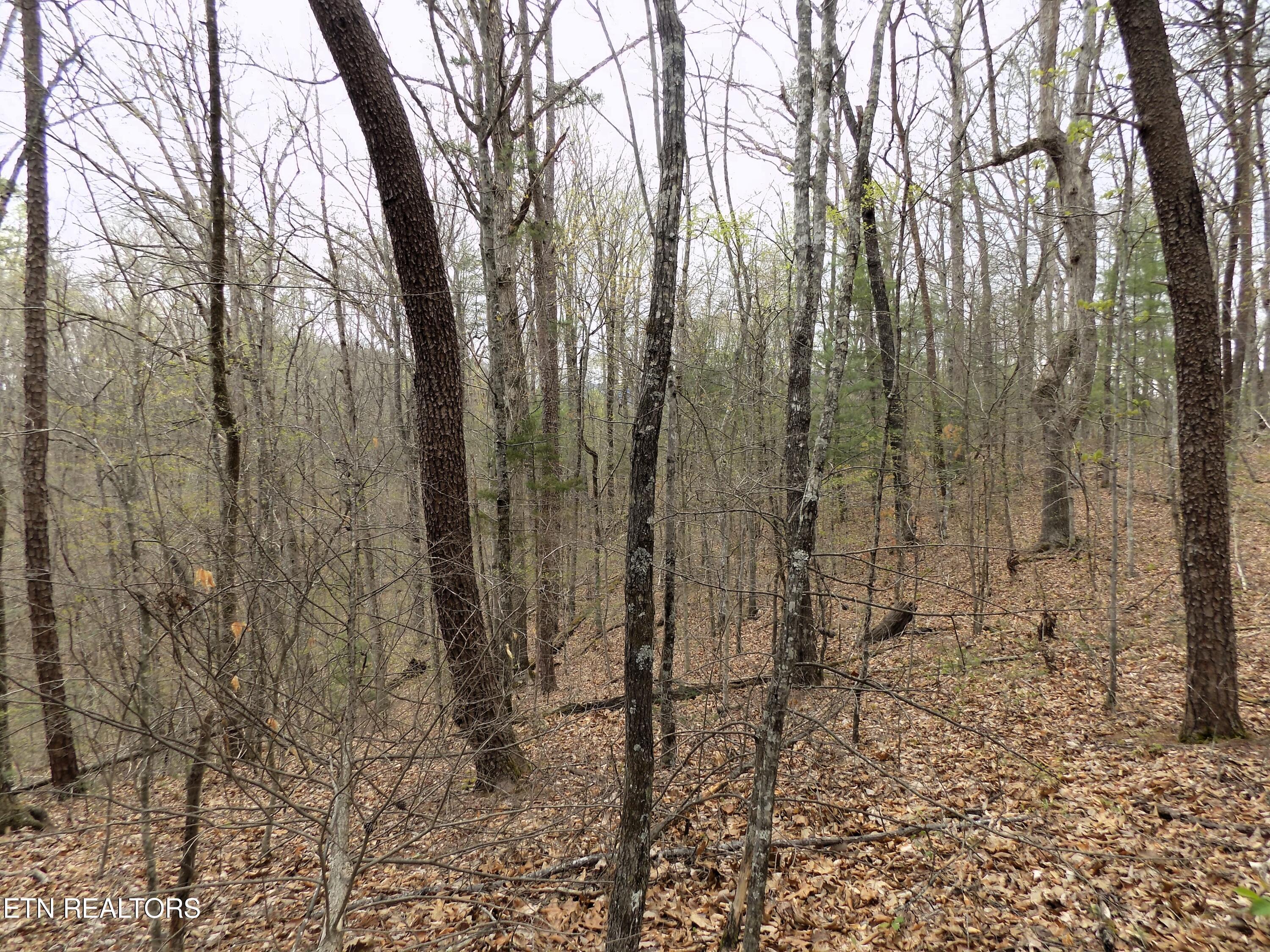 001.08 Mountain Shadow Way Cosby, TN 37722 - Photo 13 of 17 Wooded Acreage