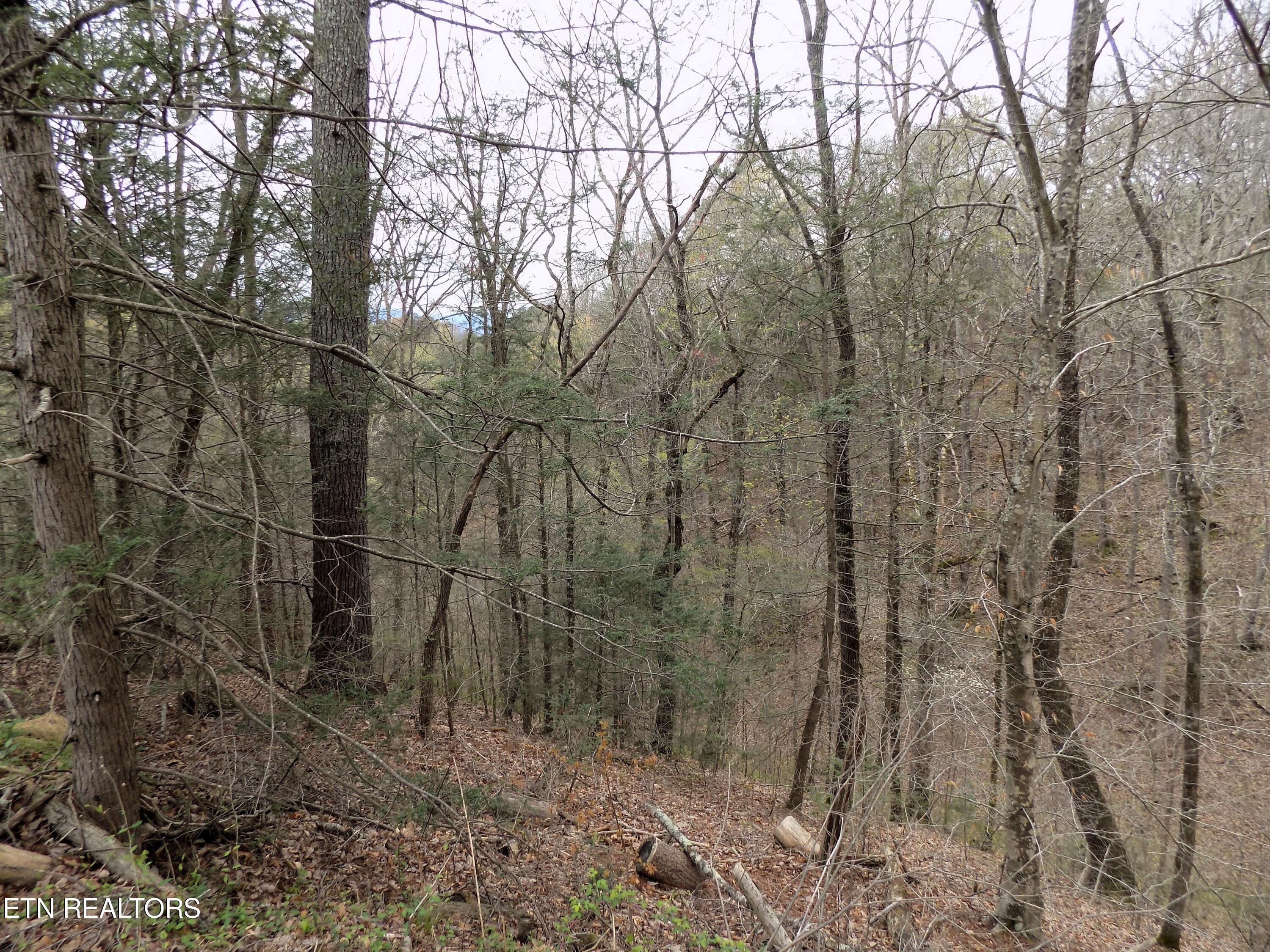 001.08 Mountain Shadow Way Cosby, TN 37722 - Photo 14 of 17 Wooded Acreage