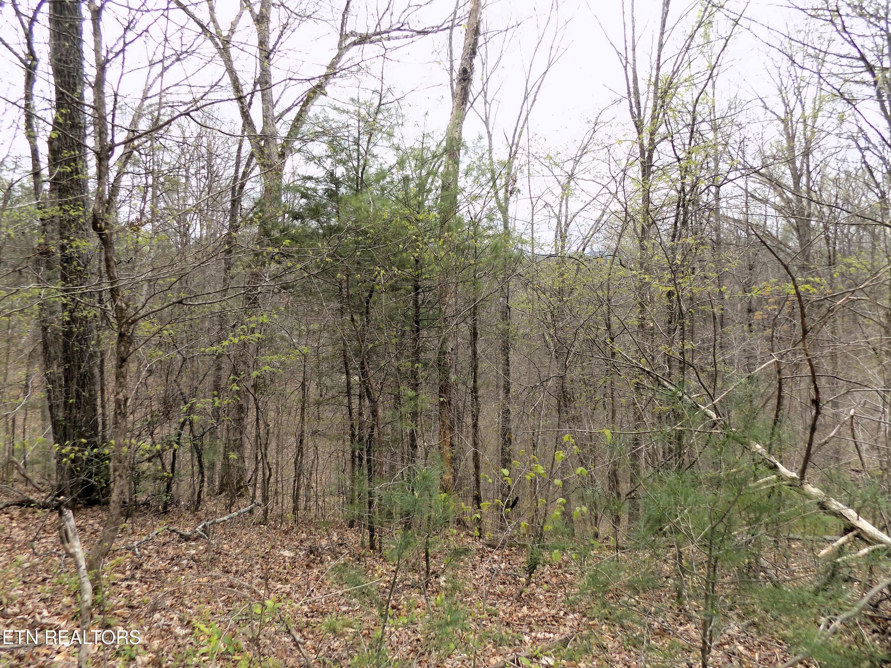 001.08 Mountain Shadow Way Cosby, TN 37722 - Photo 16 of 17 Mtn Shadow Rd Frontage