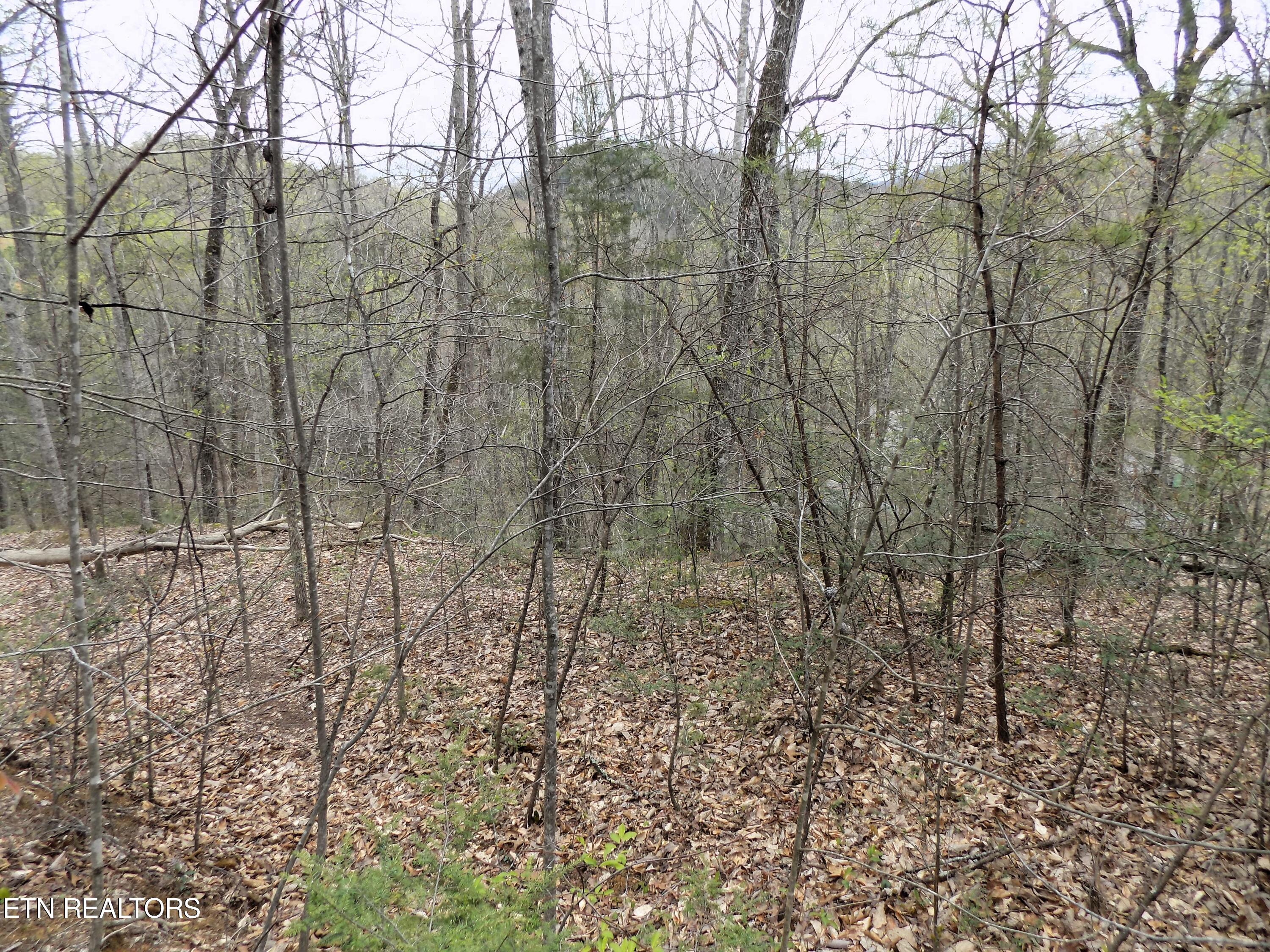 001.08 Mountain Shadow Way Cosby, TN 37722 - Photo 2 of 17 Mountain Views