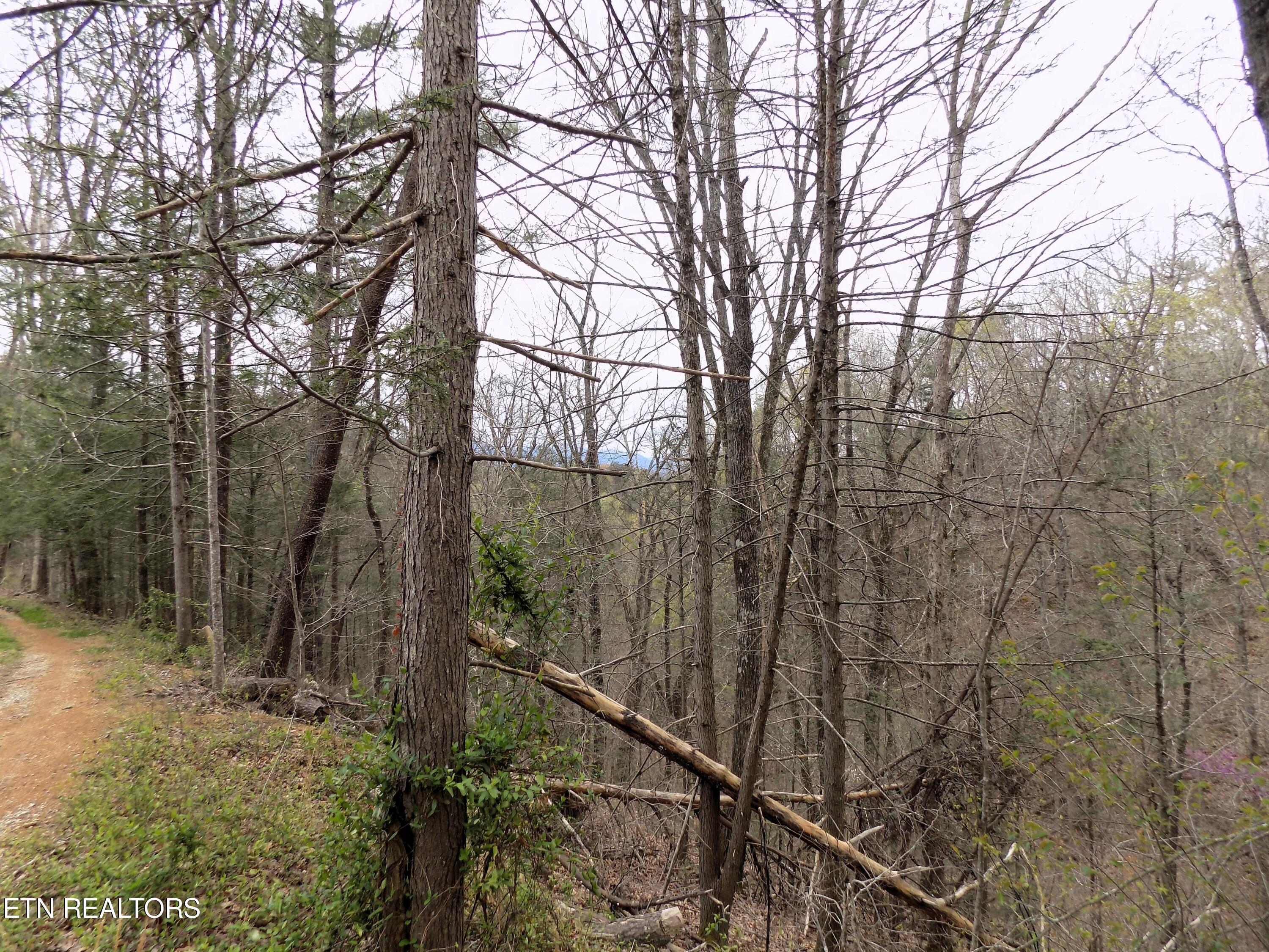 001.08 Mountain Shadow Way Cosby, TN 37722 - Photo 3 of 17 Mountain Views