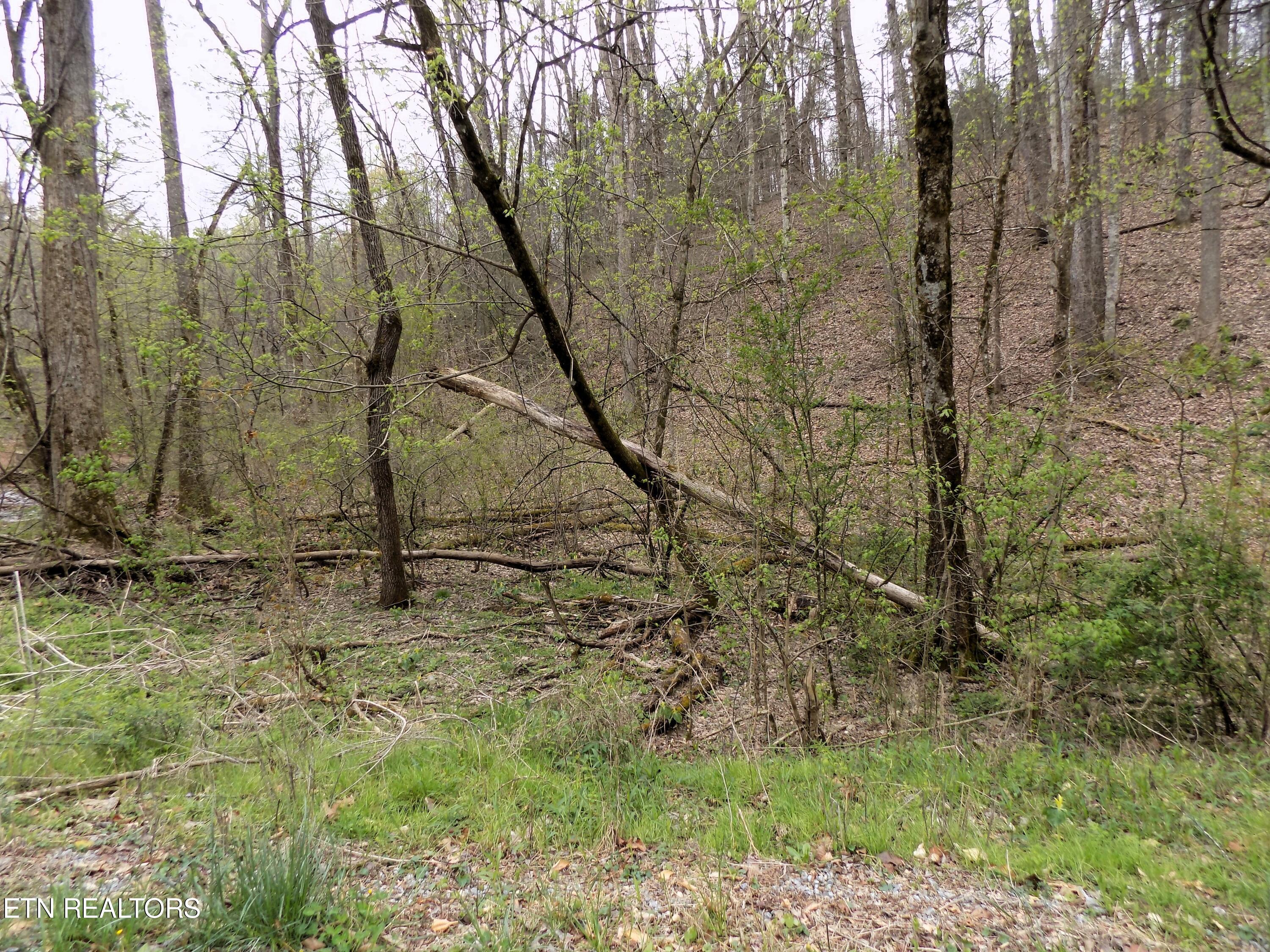 001.08 Mountain Shadow Way Cosby, TN 37722 - Photo 5 of 17 Lot 85 Rd Frontage