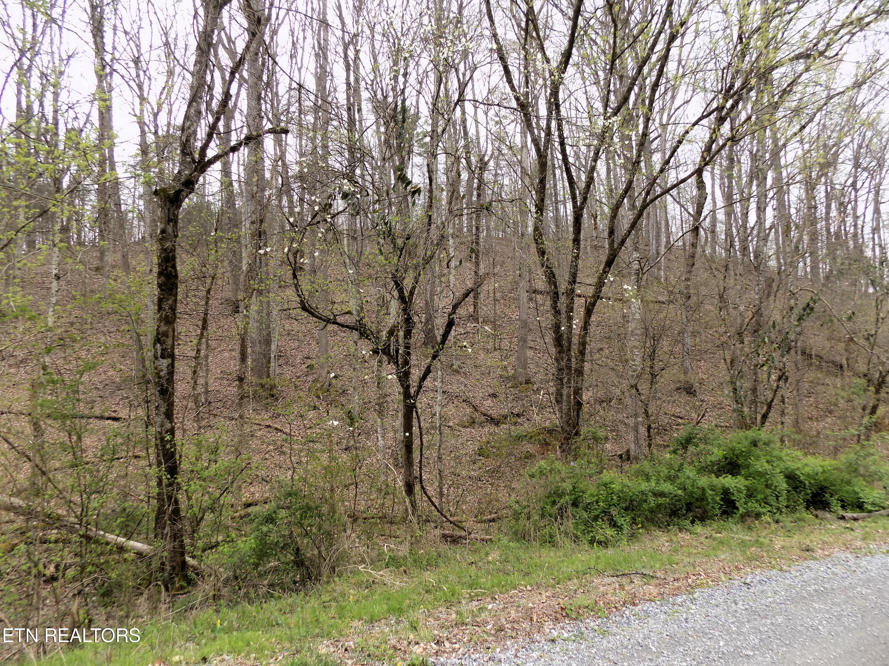 001.08 Mountain Shadow Way Cosby, TN 37722 - Photo 6 of 17 Deerfoot Rd Frontage