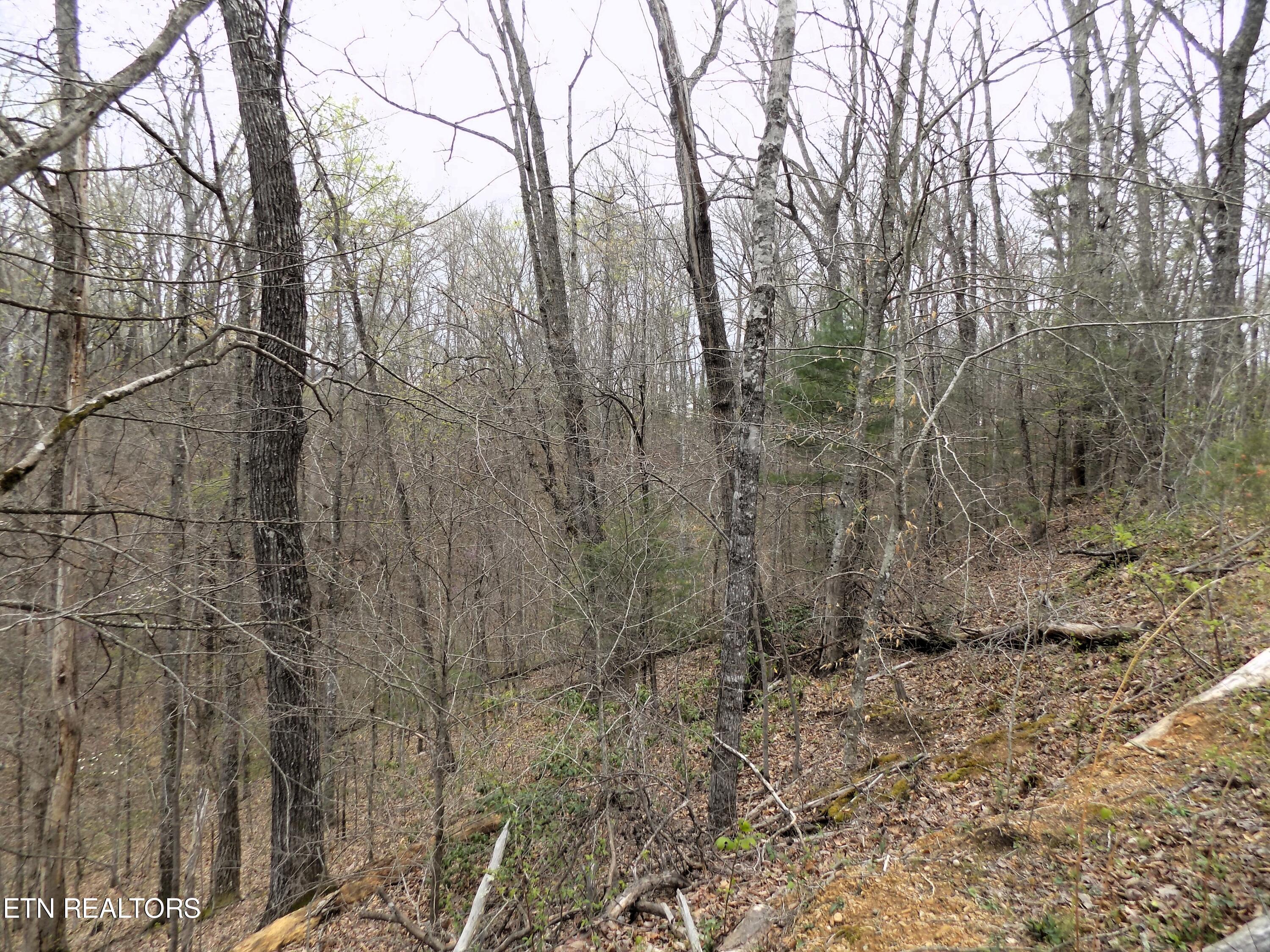 001.08 Mountain Shadow Way Cosby, TN 37722 - Photo 7 of 17 Wooded Acreage
