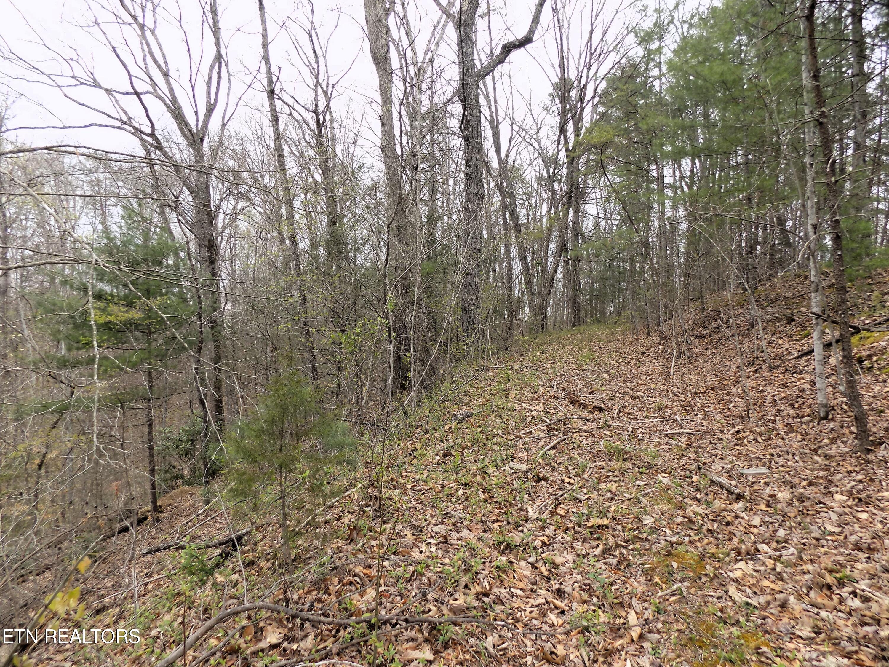 001.08 Mountain Shadow Way Cosby, TN 37722 - Photo 9 of 17 Mtn Shadow Rd Frontage