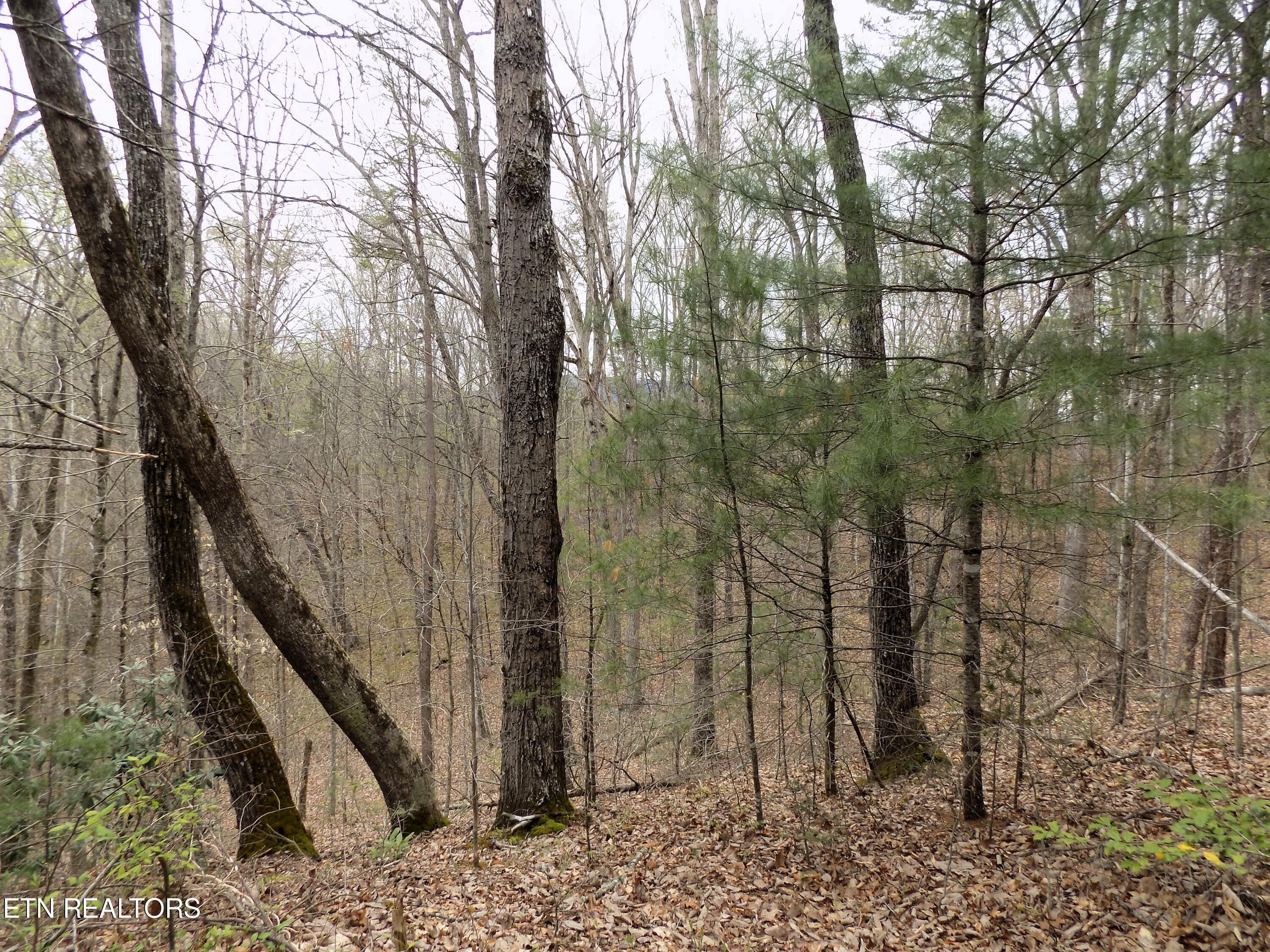 001.08 Mountain Shadow Way Cosby, TN 37722 - Photo 10 of 17 Mountain Views