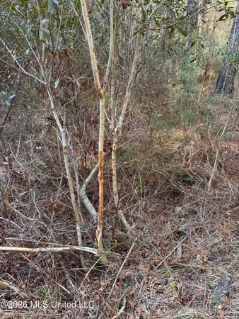 $305,000 | 254 Mississippi 27, Tylertown, MS 39667