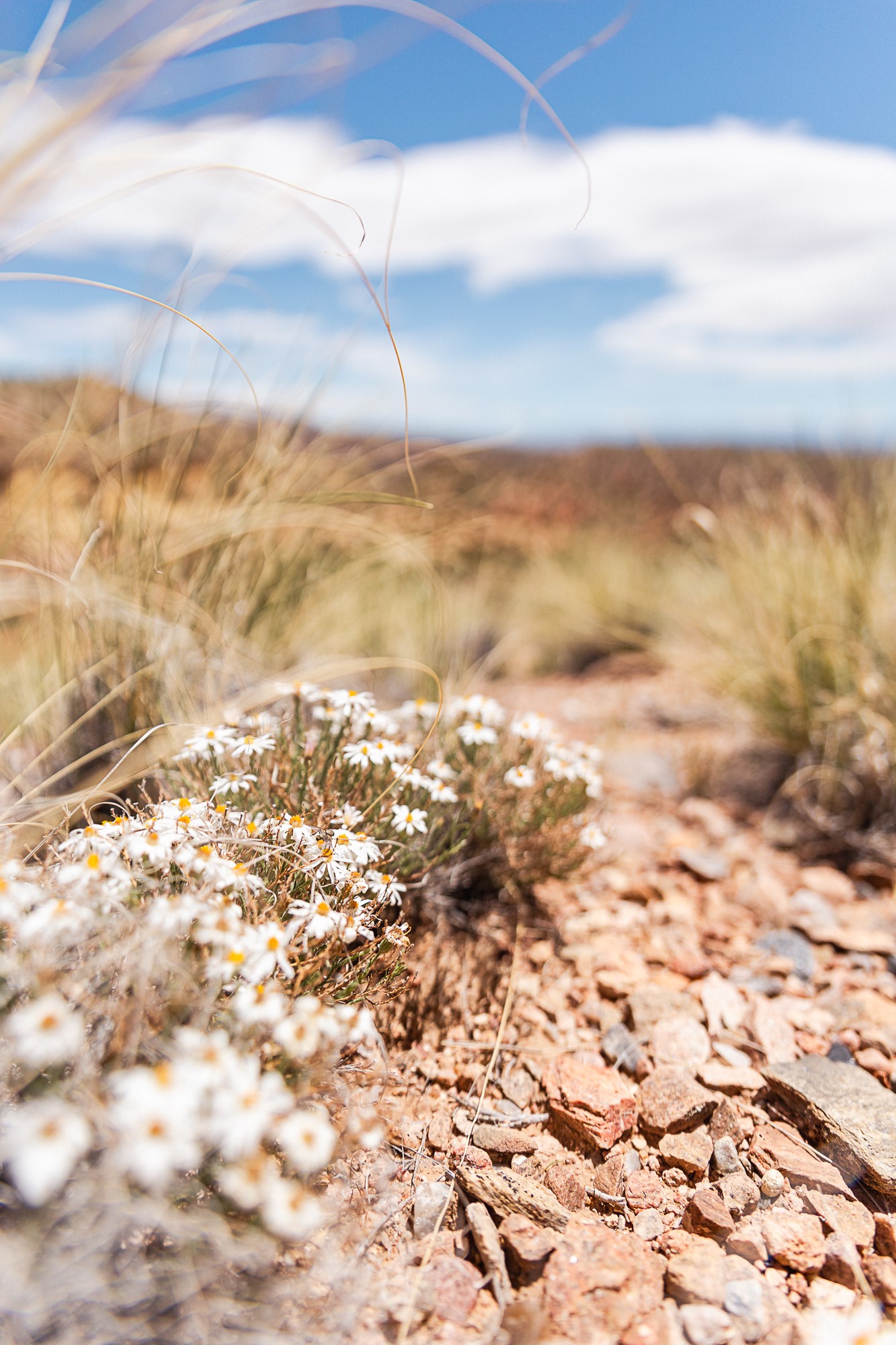 0 El Rito Estates Abiquiu, NM 87510 - Photo 45 of 56