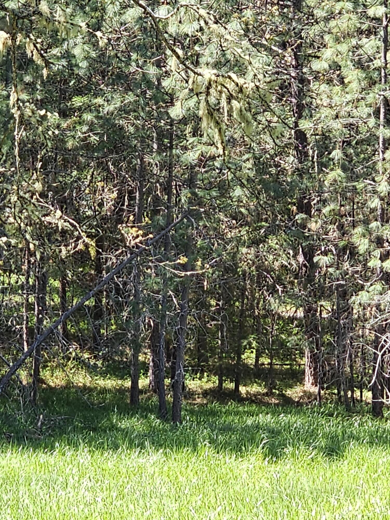 Marcy Loop Road, Unit 1001 Grants Pass, OR 97527 - Photo 8 of 22 1000007280