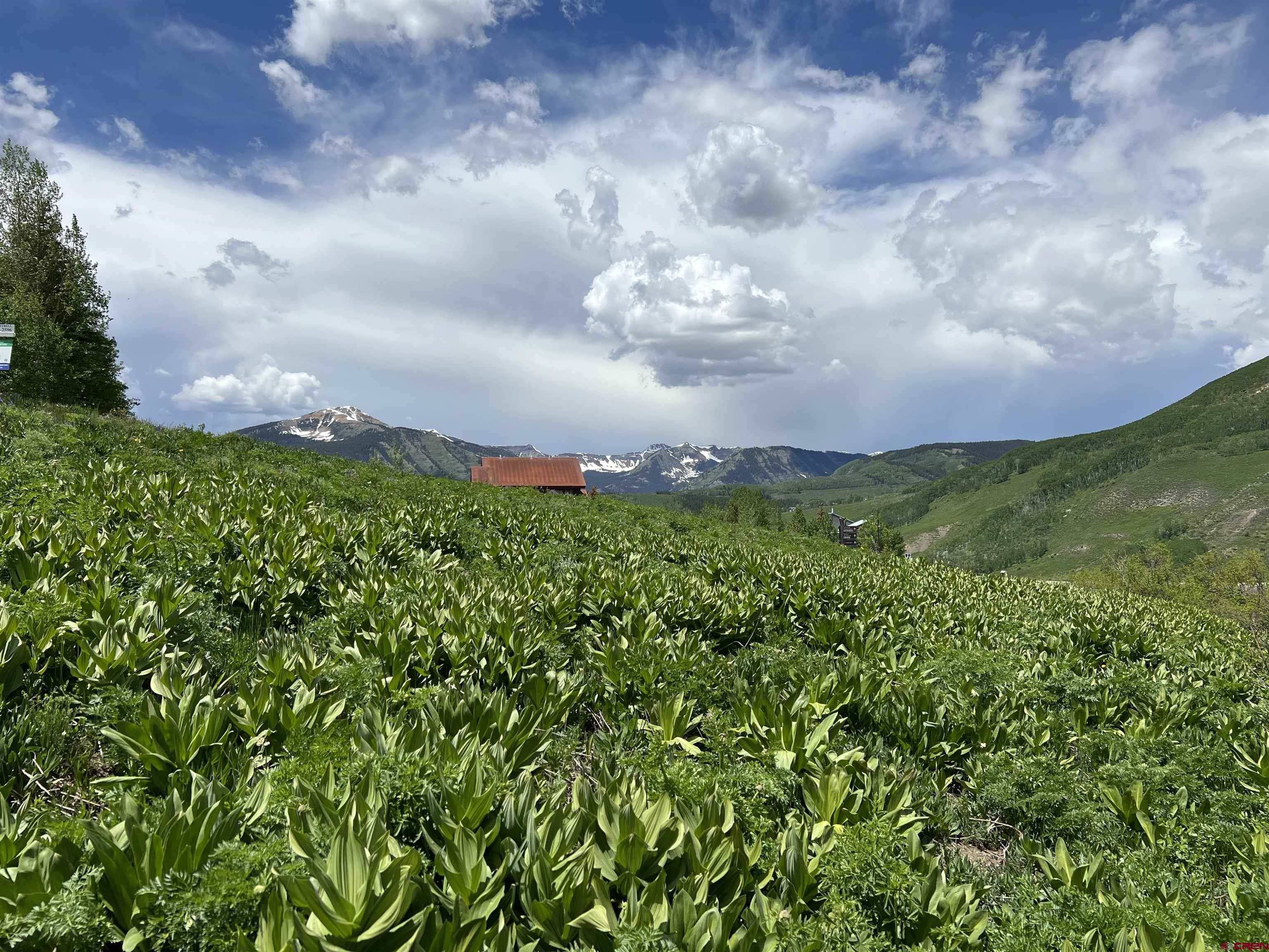 18 Cinnamon Mountain Road Crested Butte, CO 81225 - Photo 1 of 12 a view of a bunch of trees