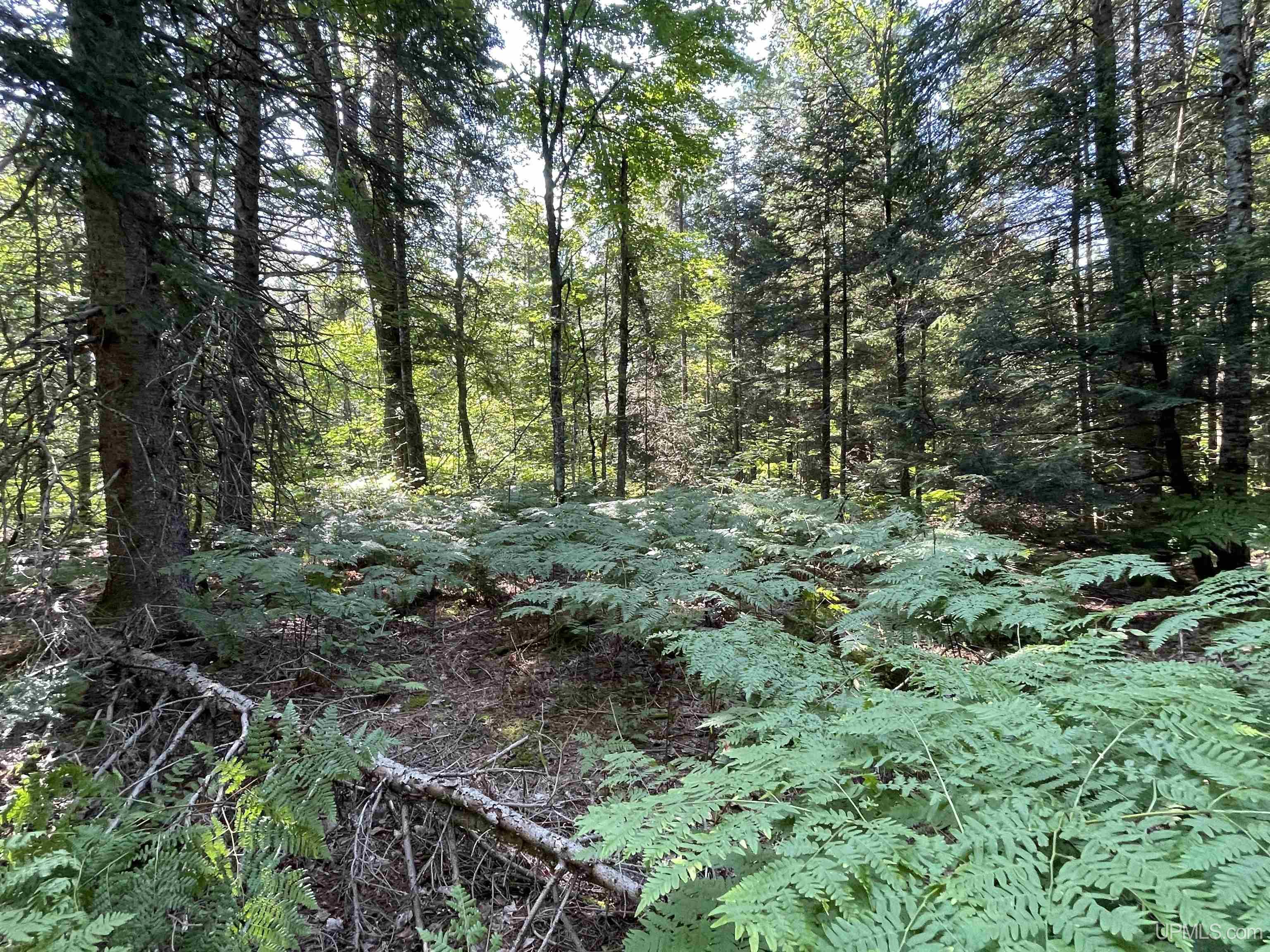 Tbd Sunken Lake Road Seney, MI 49883 - Photo 12 of 47 Gallery Image 12