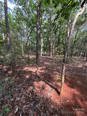 a view of a forest with trees