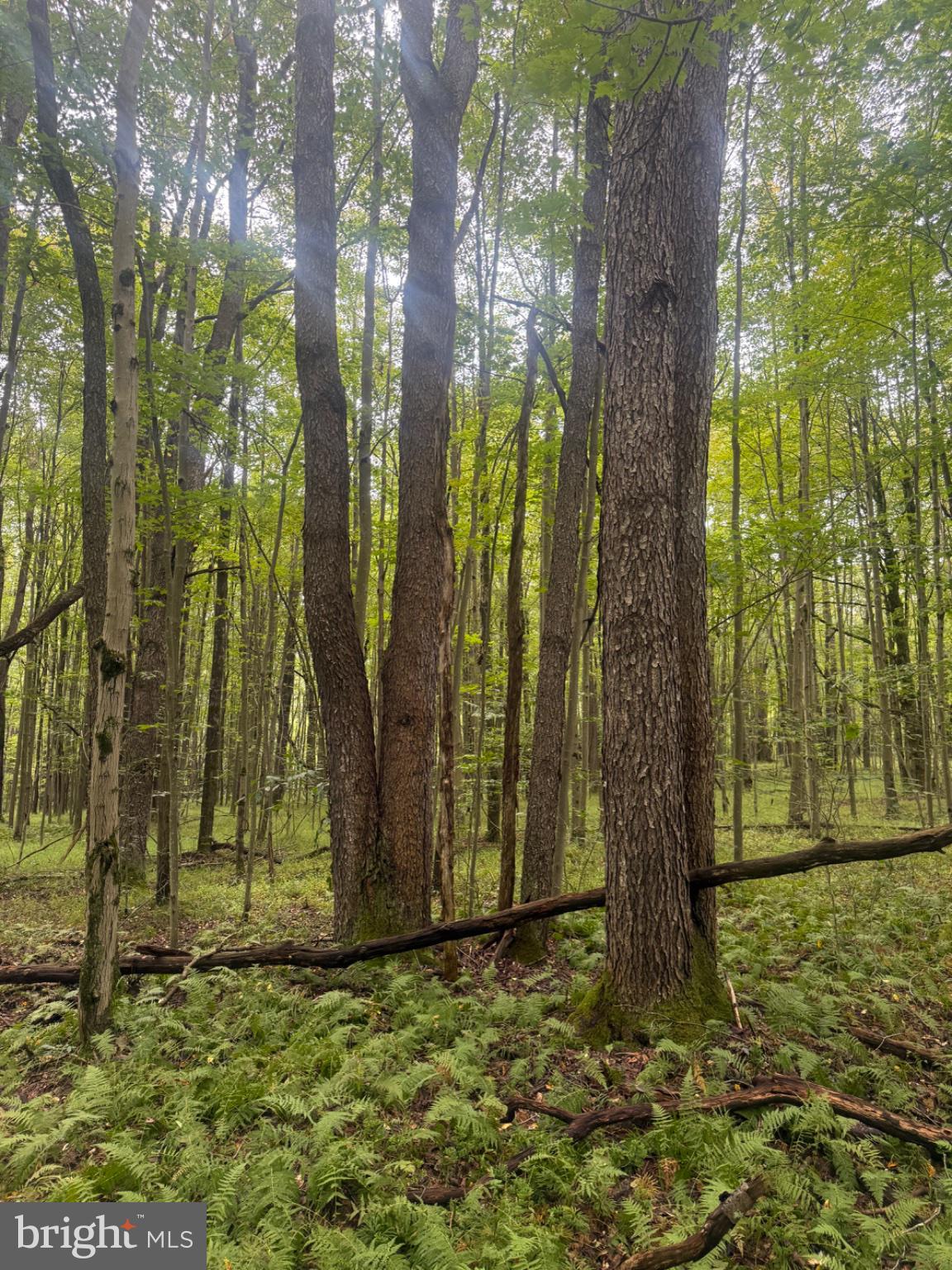 0 Mt Alton Road Limestone, NY 14753 - Photo 24 of 28 Gallery Image 24