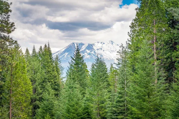 a view of a sign of the forest
