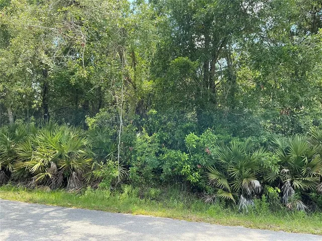 a view of a yard with plants and large trees