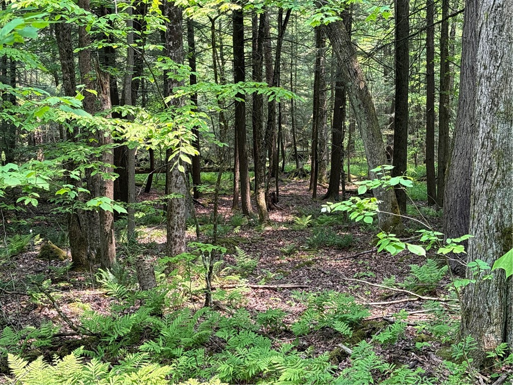 Spring Road South Dansville, NY 14437 - Photo 7 of 12