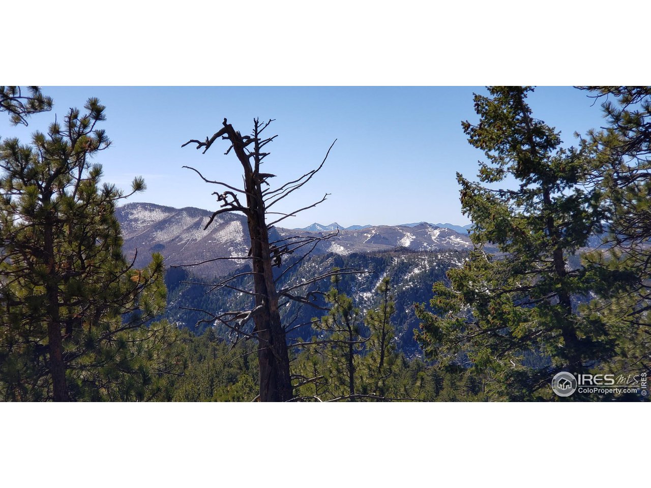 4900 Conifer Hill Road Lyons, CO 80540 - Photo 23 of 24 a picture of a tree