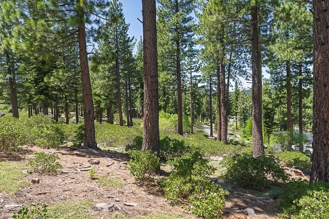 a view of a forest with trees