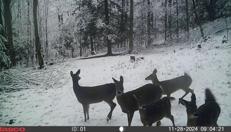 Crane Lane Addison, NY 14801 - Photo 19 of 25