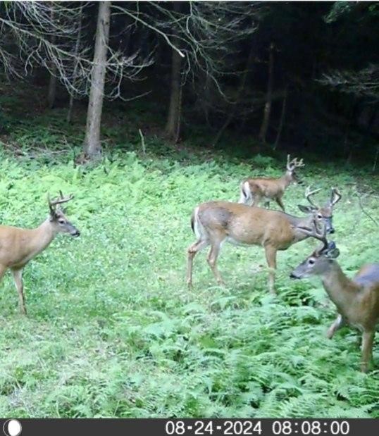 Crane Lane Addison, NY 14801 - Photo 20 of 25