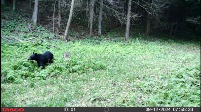 Crane Lane Addison, NY 14801 - Photo 21 of 25