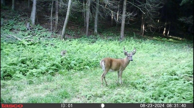 Crane Lane Addison, NY 14801 - Photo 24 of 25