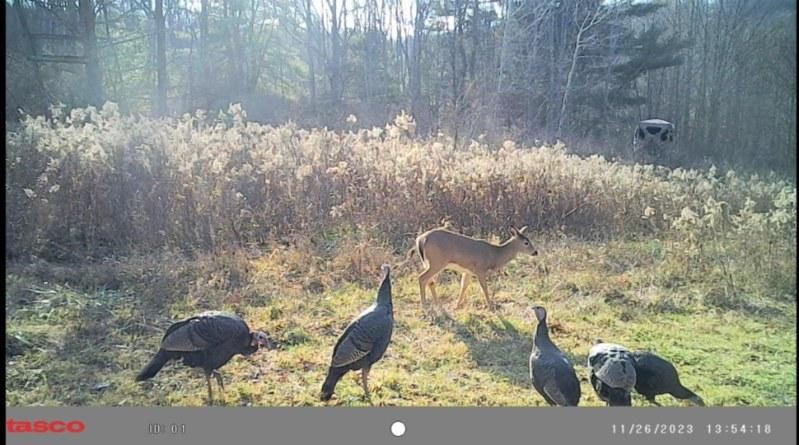 Crane Lane Addison, NY 14801 - Photo 25 of 25