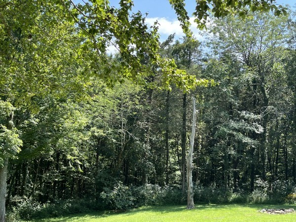 4929 B Bethesda-Duplex Road College Grove, TN 37046 - Photo 7 of 10 a view of a yard with a tree
