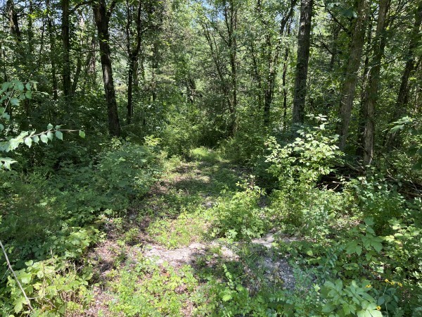 4929 B Bethesda-Duplex Road College Grove, TN 37046 - Photo 8 of 10 a view of a lush green forest