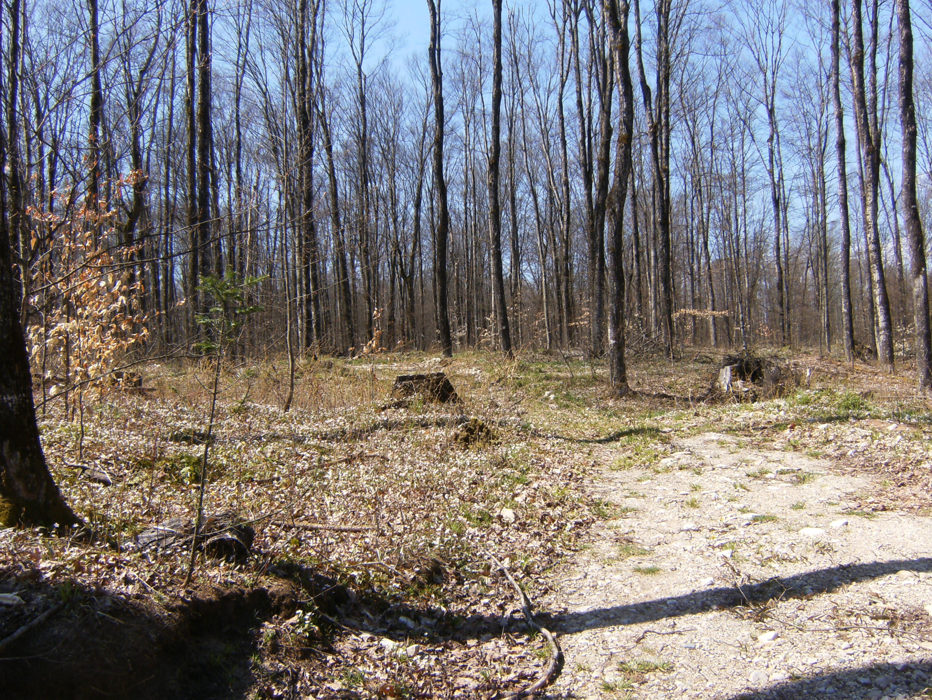 0 North Chip Lake Road Germfask, MI 49836 - Photo 3 of 6 Gallery Image 3