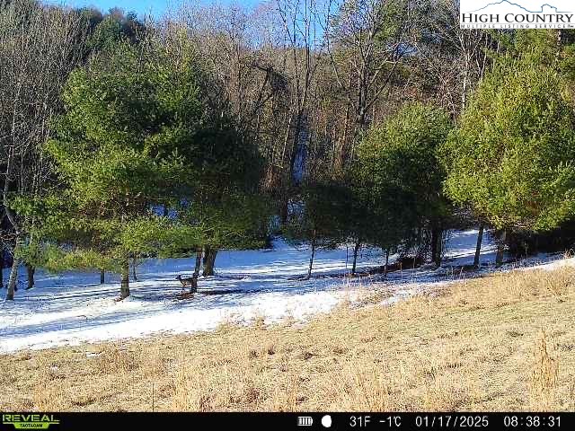 Fox Trot Lane Sparta, NC 28675 - Photo 39 of 44 a view of a yard with trees