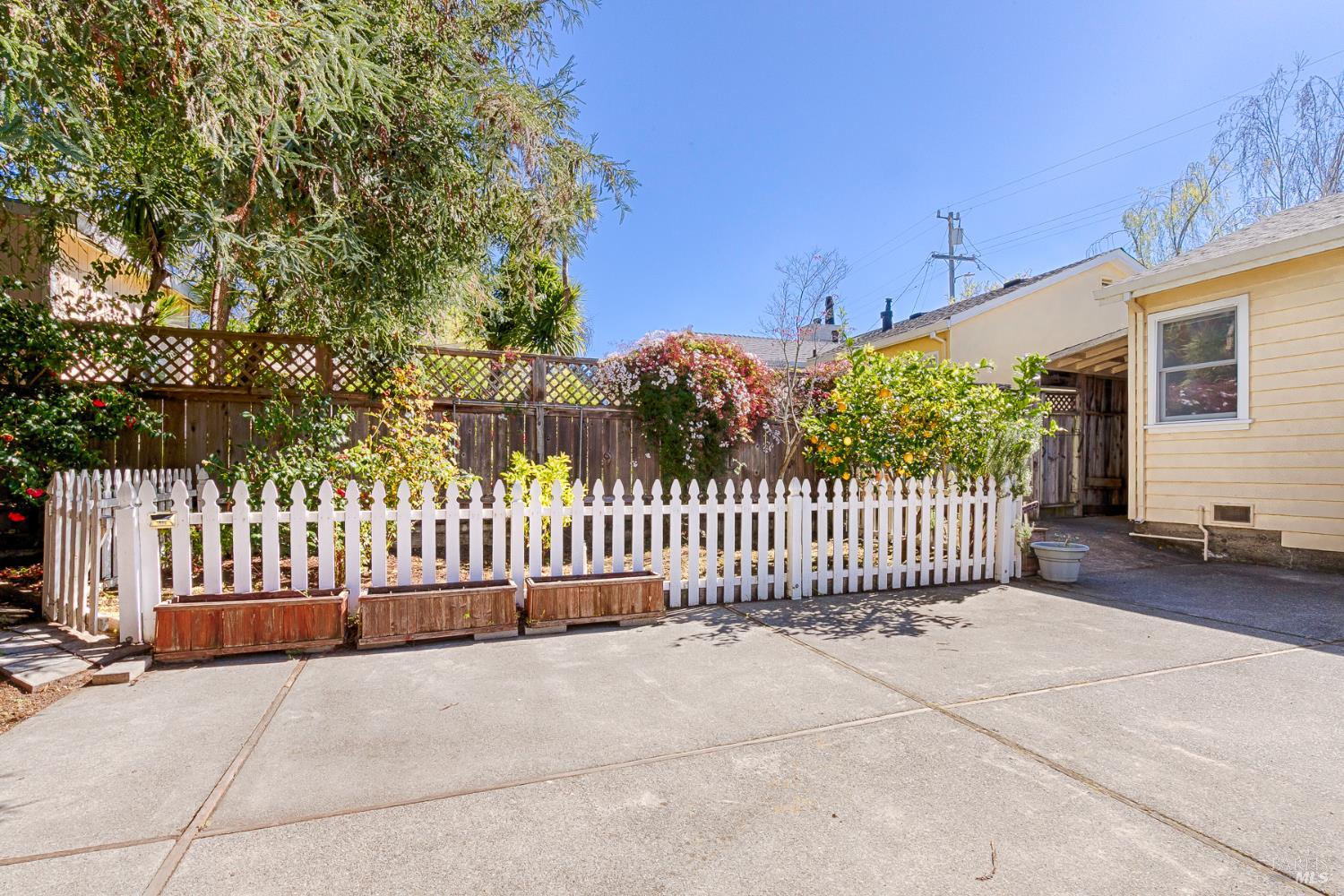 41 Meadow Avenue San Rafael, CA 94901 - Photo 49 of 55 A picket fence surrounds the garden area. Happy lemon tree.