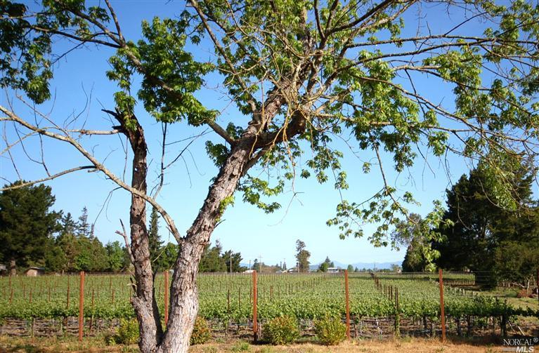 3109 Big Ranch Road Napa, CA 94558 - Photo 1 of 1 a view of a trees in a yard