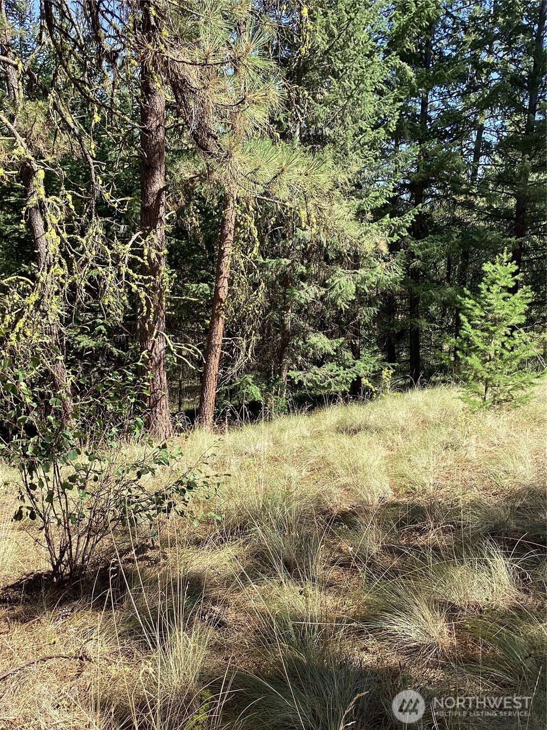 a view of a yard with large trees