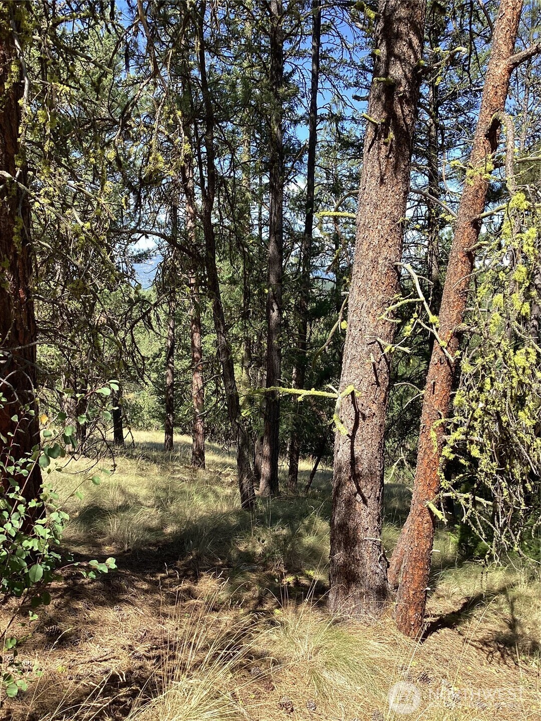 141 Lot Owl Road Tonasket, WA 98855 - Photo 3 of 6 Gallery Image 3