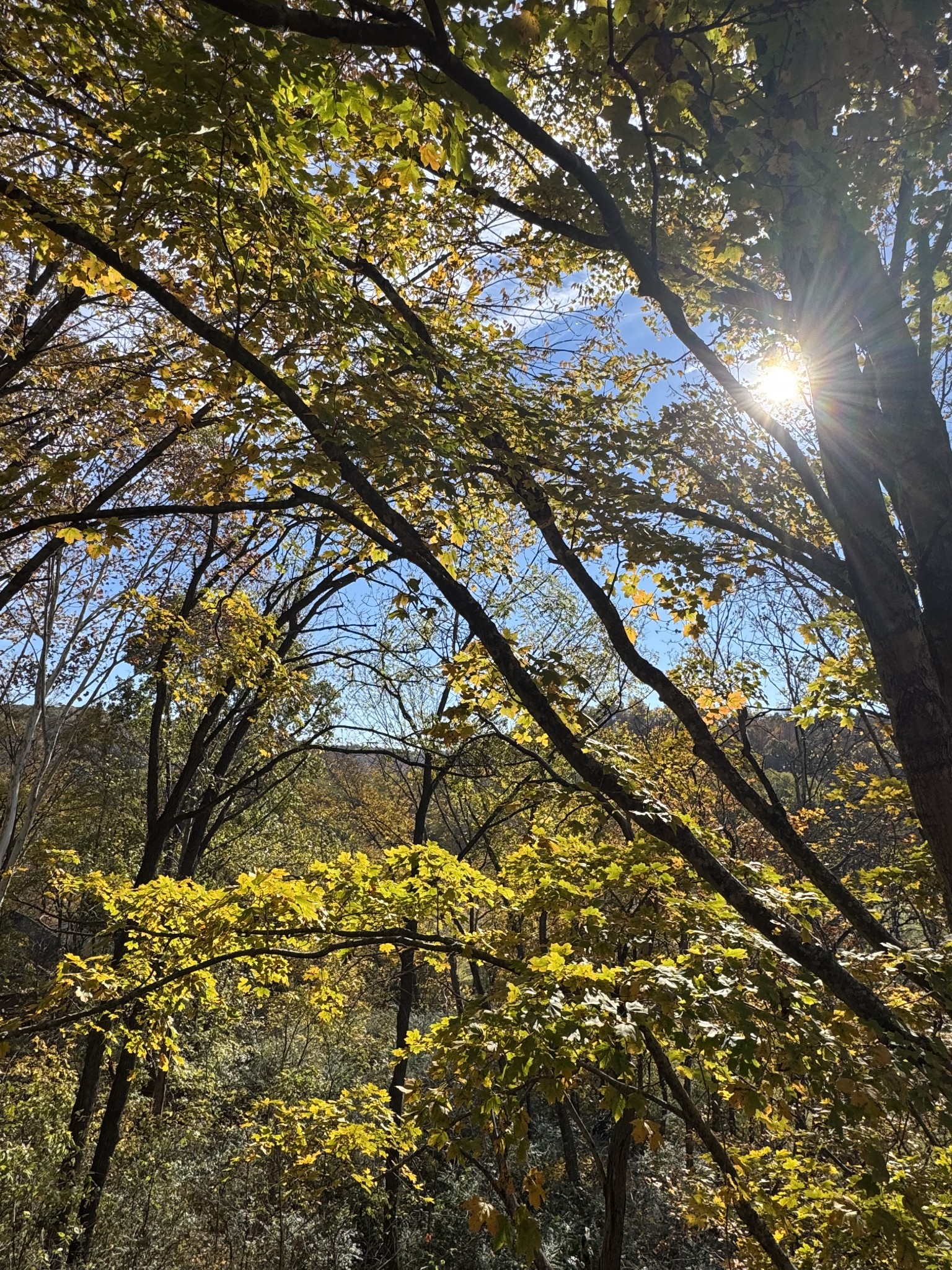 1304 Sycamore Valley Road Ashland City, TN 37015 - Photo 3 of 19 a view of tree