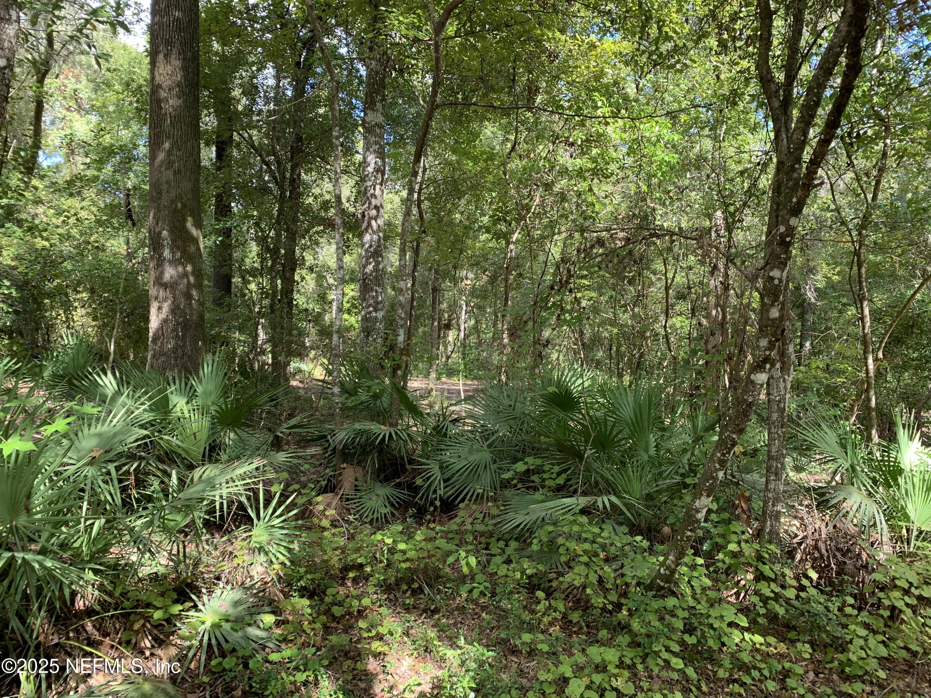 118 Corbina Way Florahome, FL 32140 - Photo 11 of 14 a view of a lush green forest