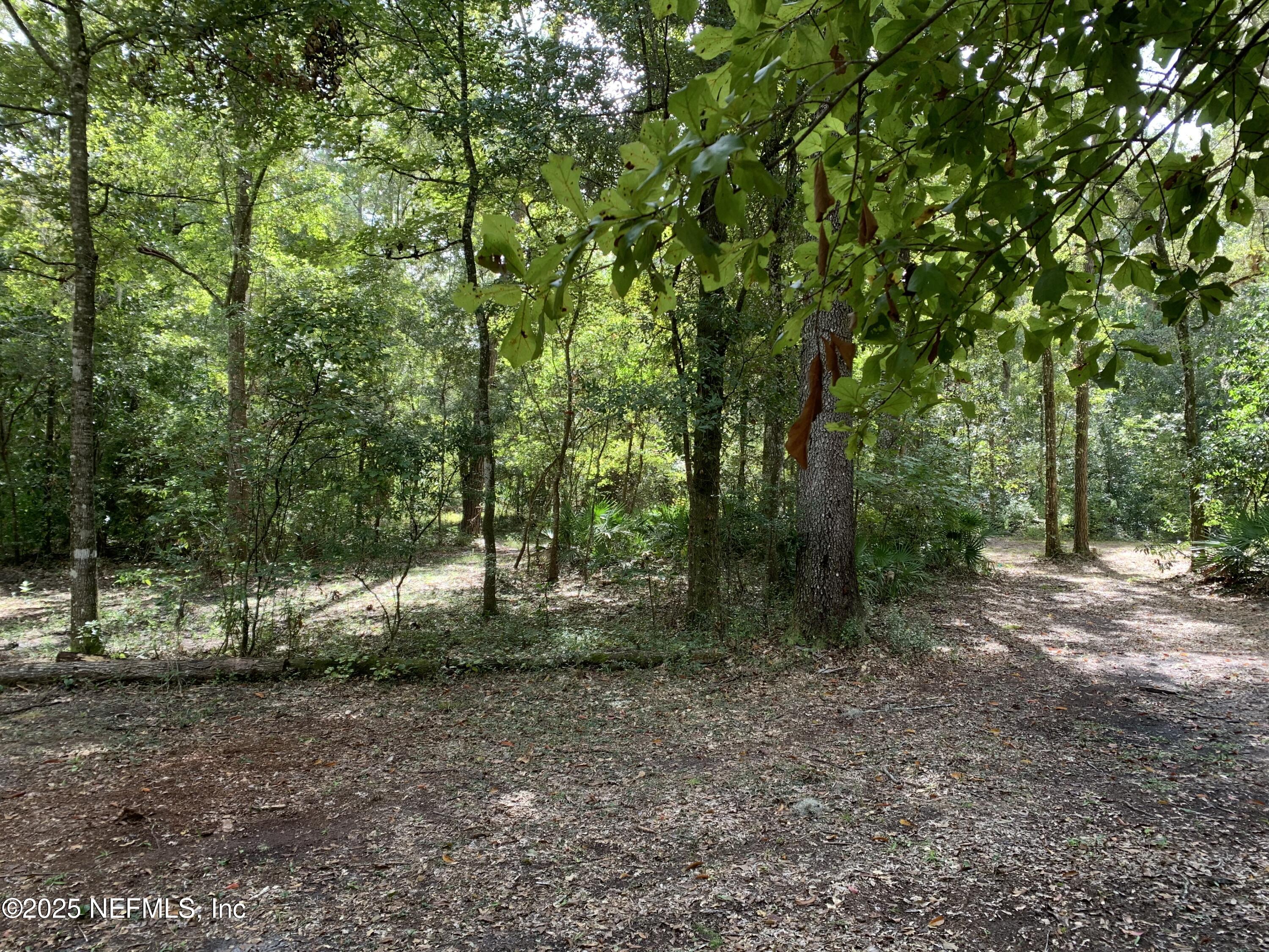 118 Corbina Way Florahome, FL 32140 - Photo 13 of 23 a view of a forest with trees in the background