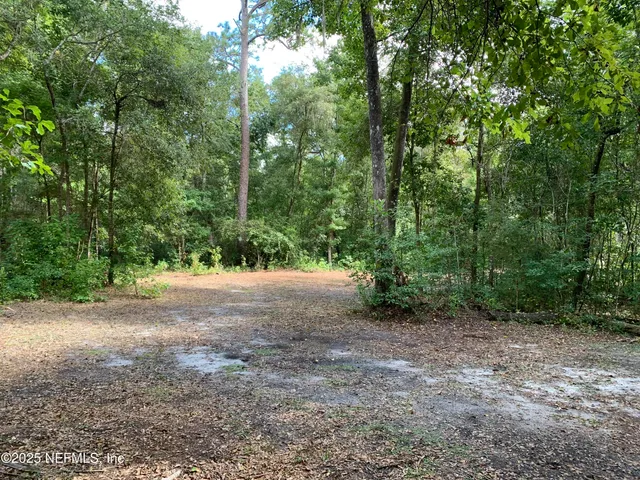 a view of a forest with trees in the background