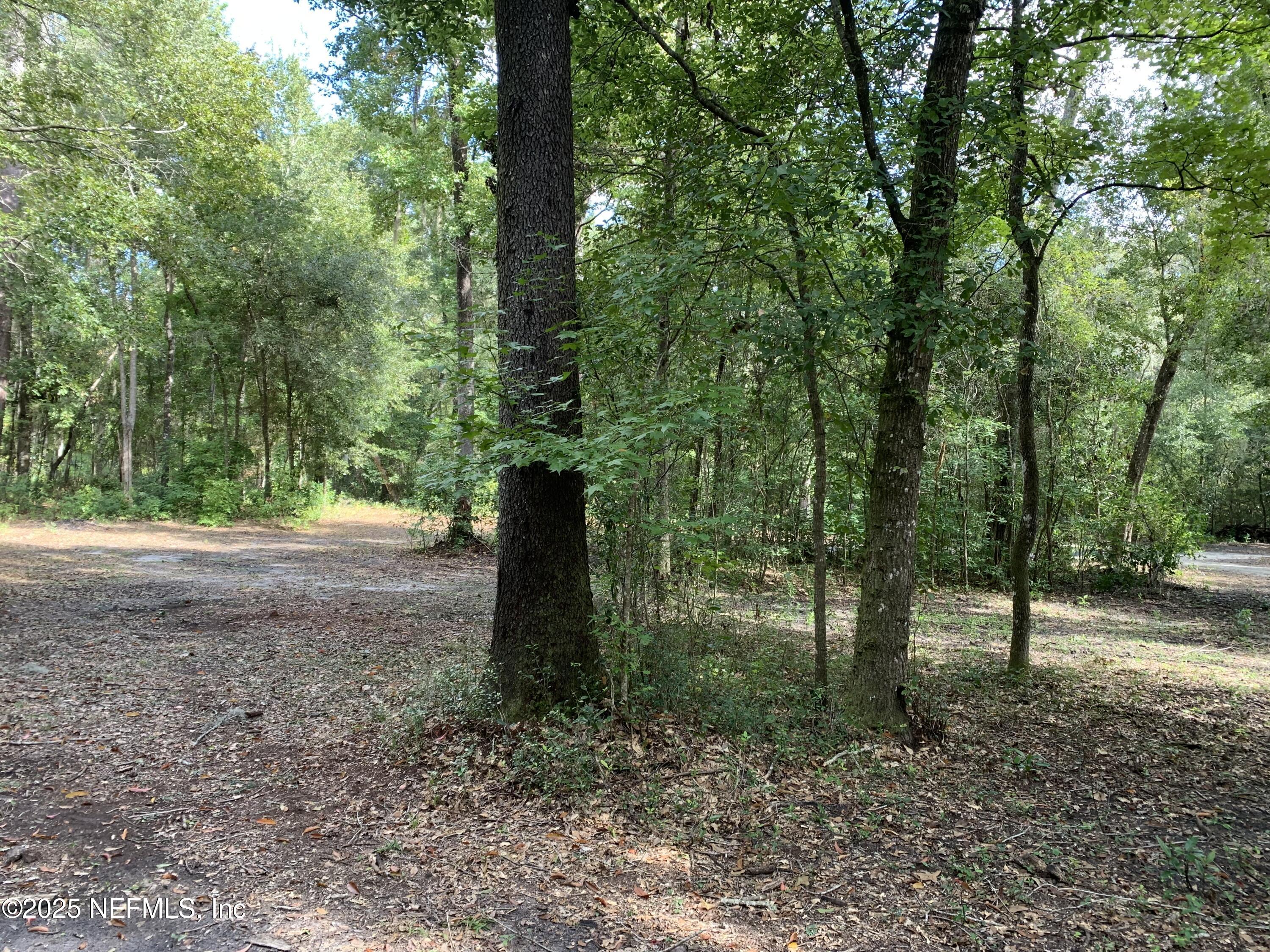 118 Corbina Way Florahome, FL 32140 - Photo 16 of 23 a view of a tree in the middle of a forest