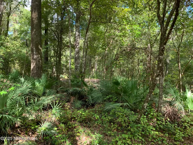 a view of a lush green forest