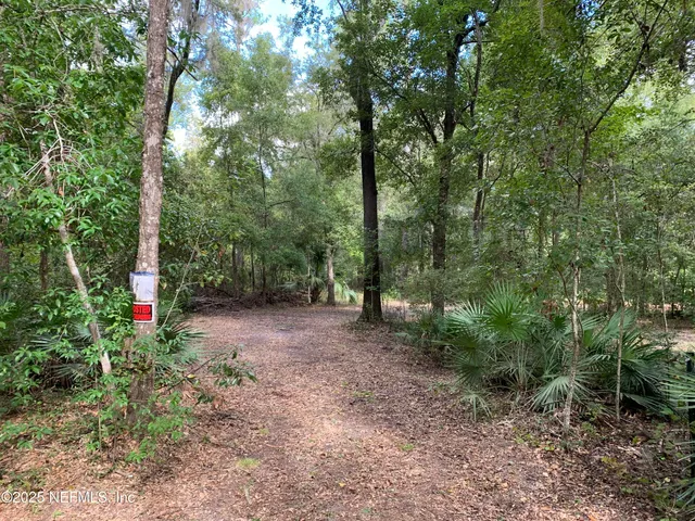 a view of a forest with trees in the background