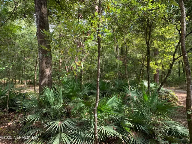 a view of a plant in a garden