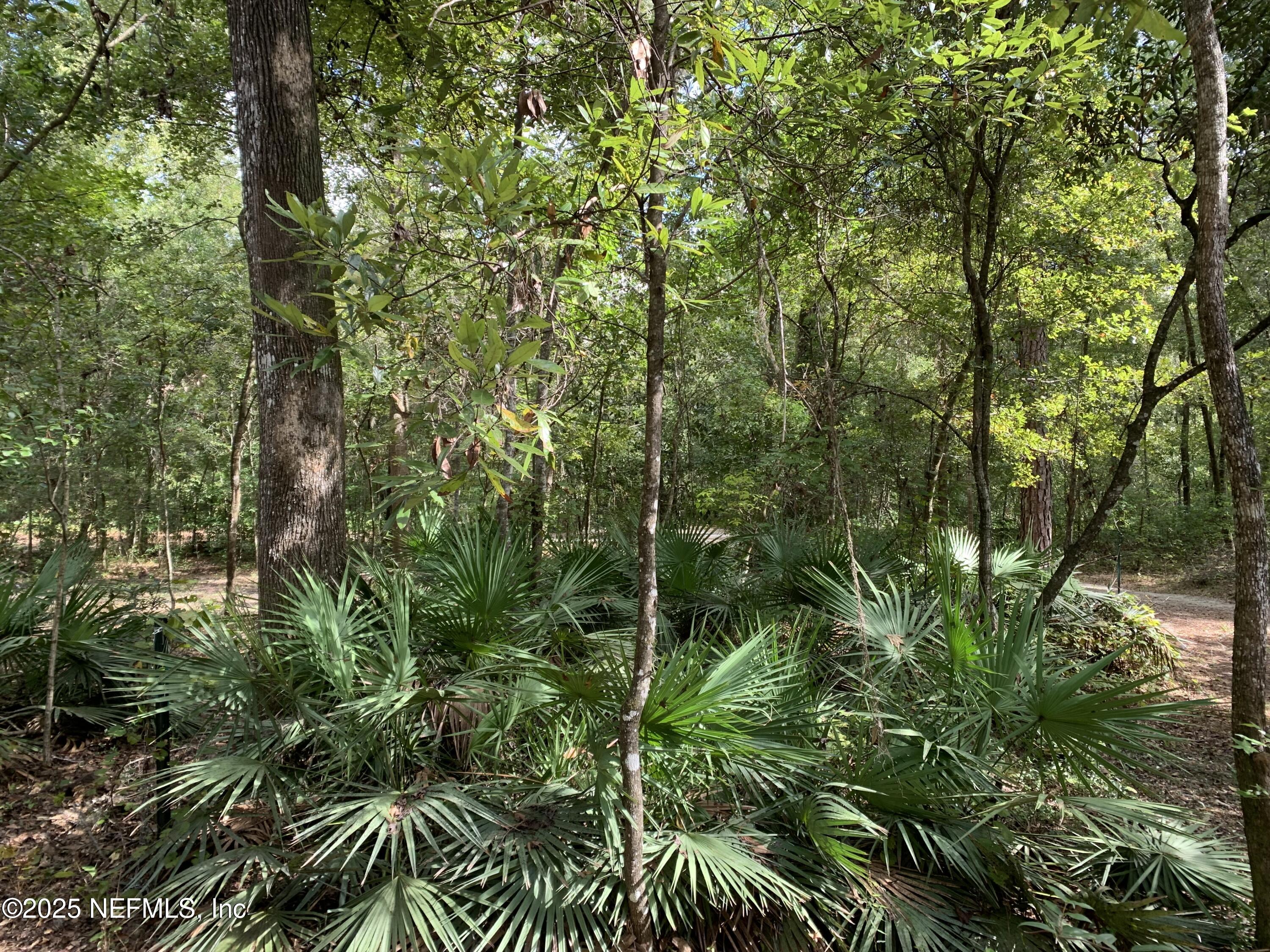 118 Corbina Way Florahome, FL 32140 - Photo 21 of 23 a view of a plant in a garden