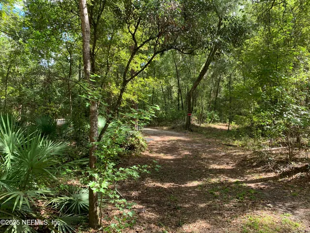 a view of a forest with trees