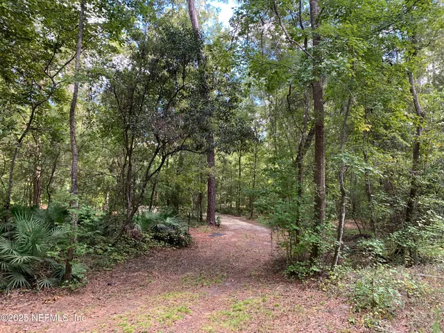 a view of a forest with trees in the background